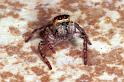 Carrhotus_xanthogramma_RF0688_Z_75_Les Gris_Frankrijk